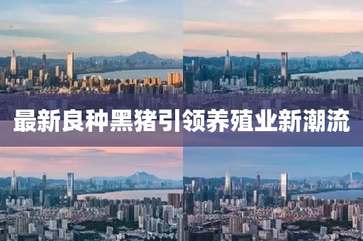 最新良种黑猪引领养殖业新潮流