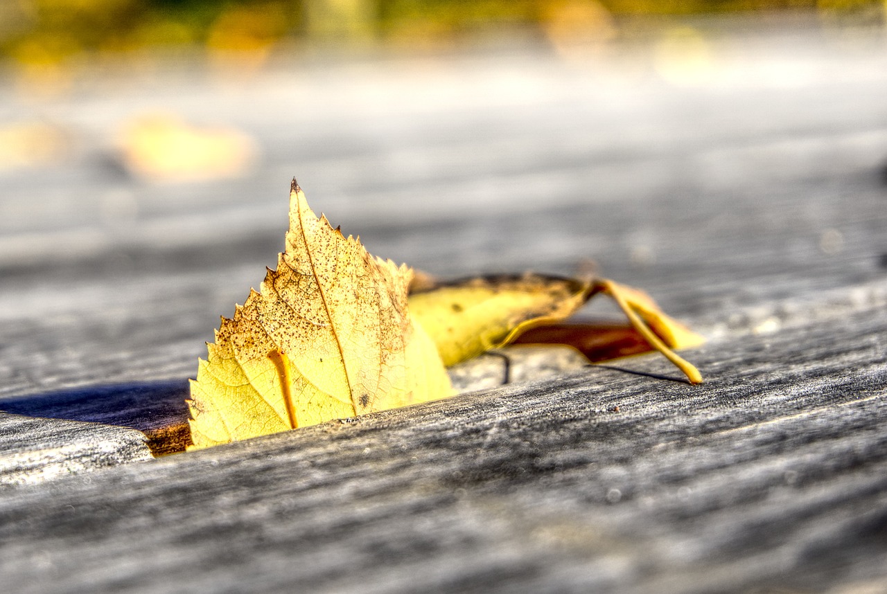 赛秋最新动态,展现时代潮流与独特魅力