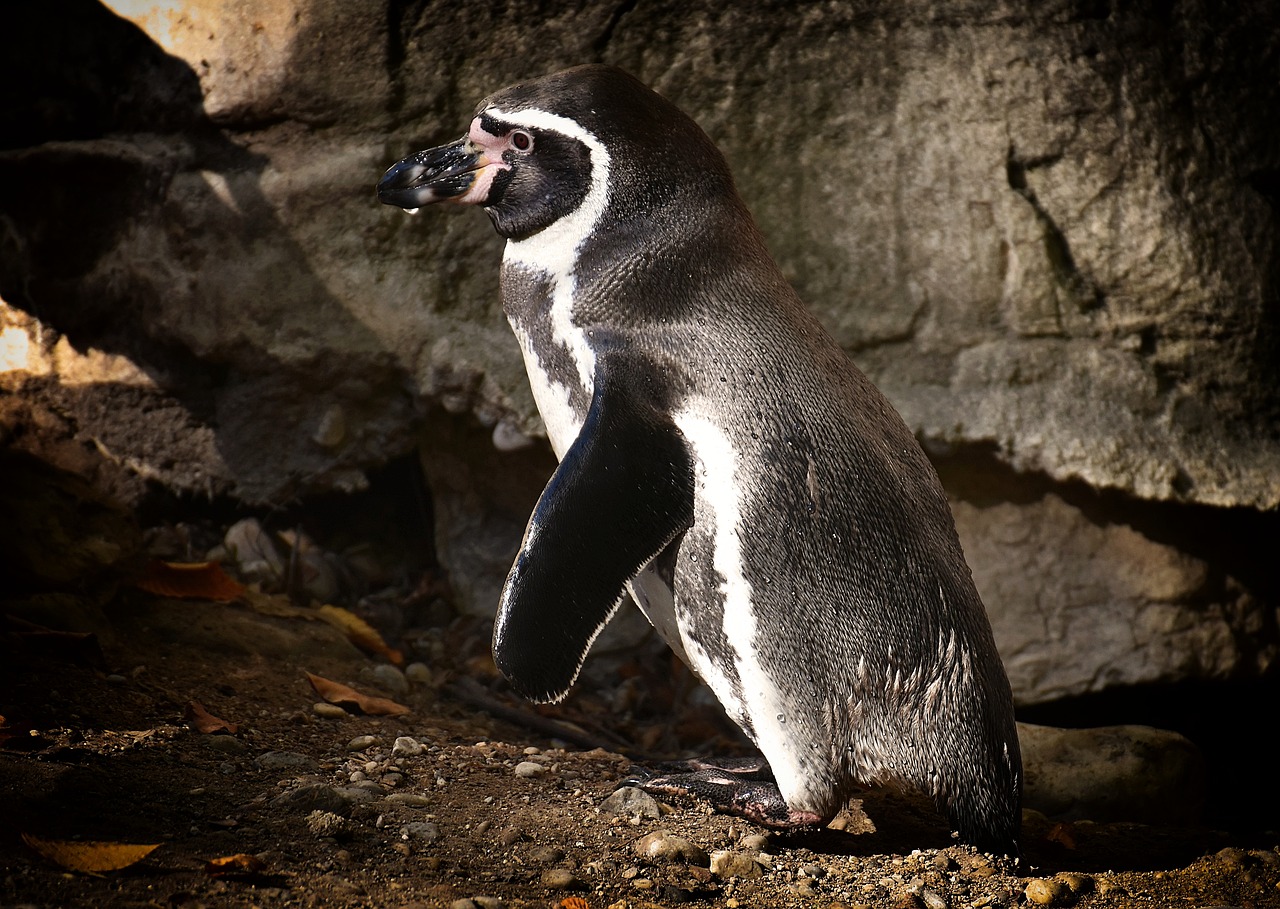 动物世界最新探索,未知奥秘与惊喜连连揭秘