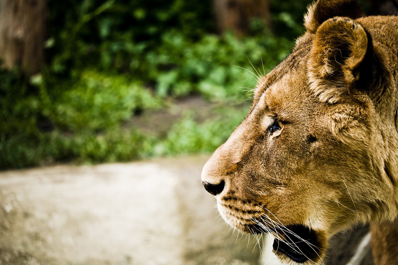 动物世界最新探索,未知奥秘与惊喜连连揭秘