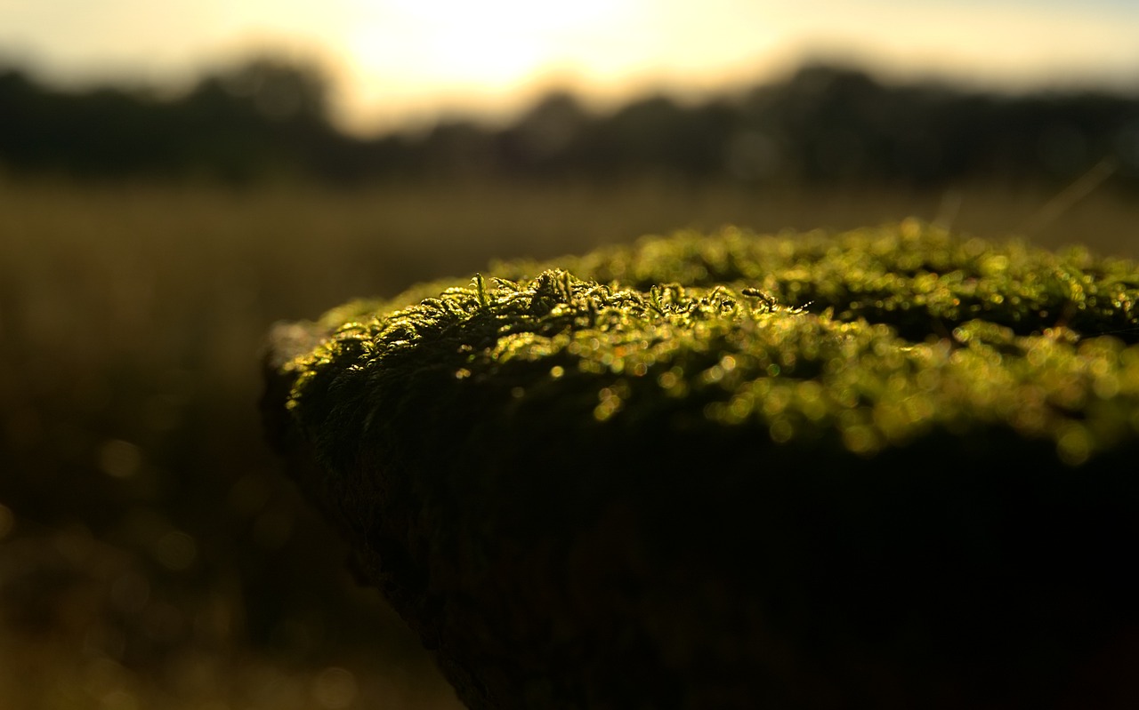 最新年伊始展望与期待,新的开始,新的期待