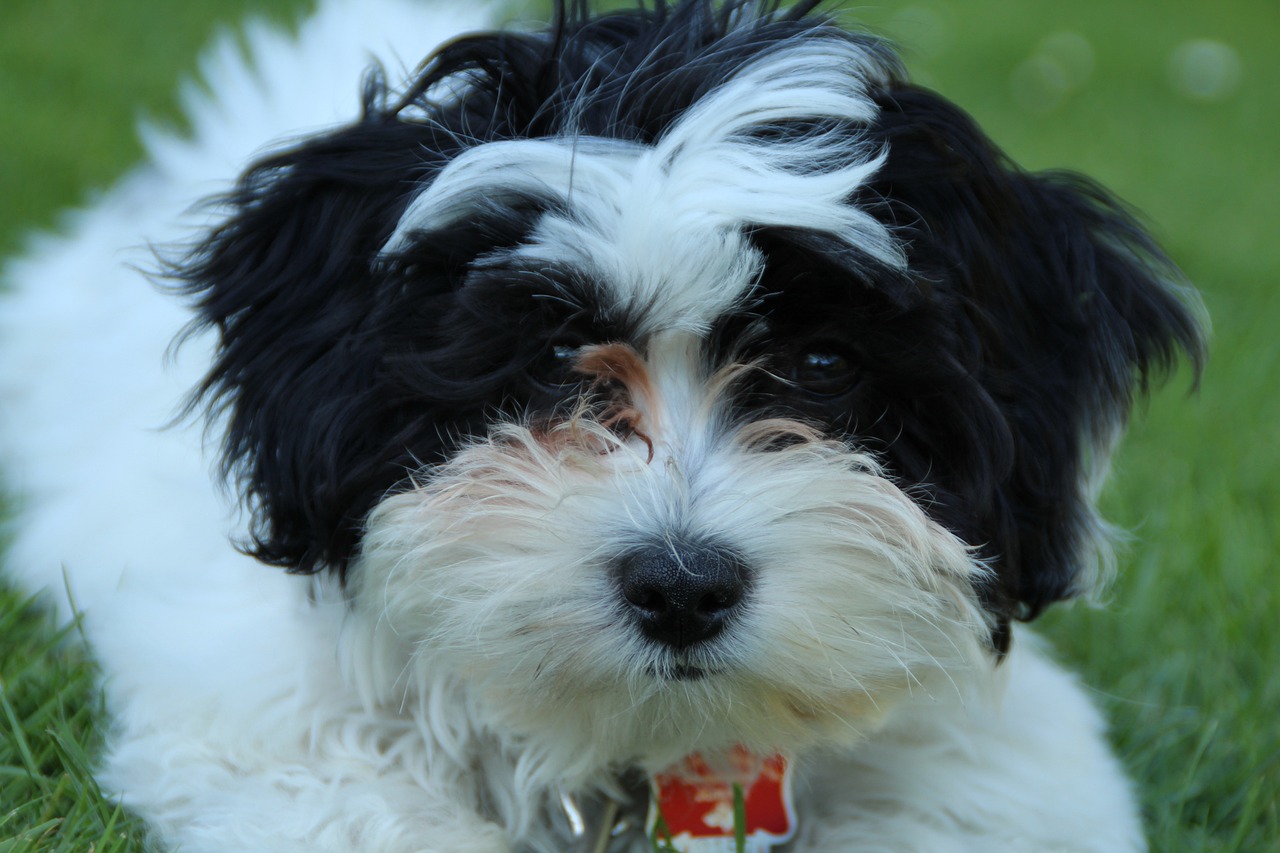 77777888管家婆四肖四码:鸡、狗、羊、兔中