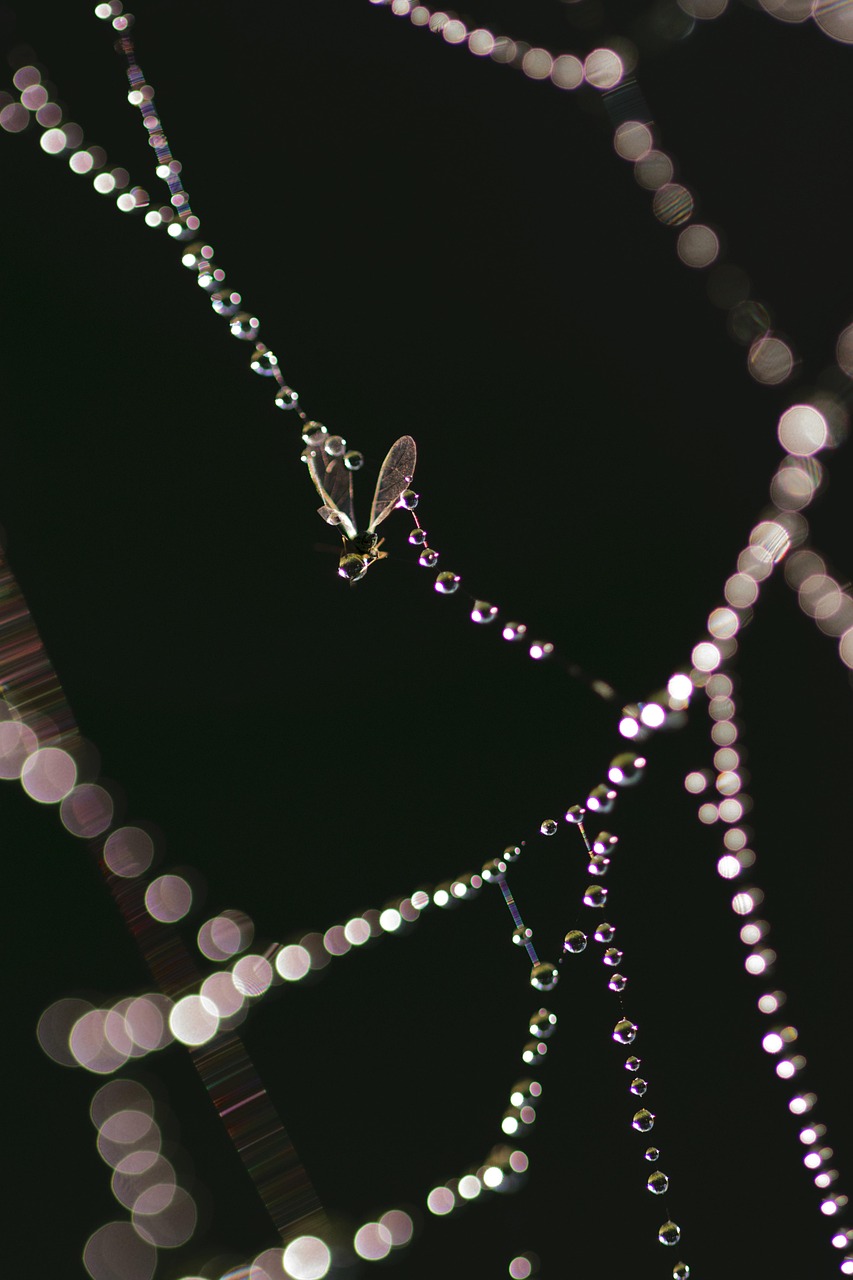 龙语人最新动态,探索前沿科技,引领未来发展