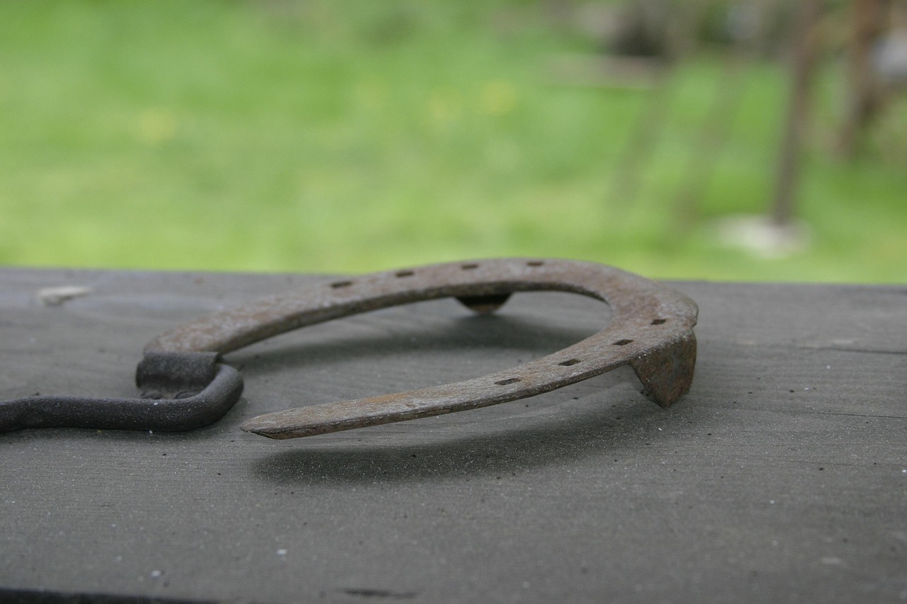 探索浪漫之花的独特魅力,风花恋最新动态报道