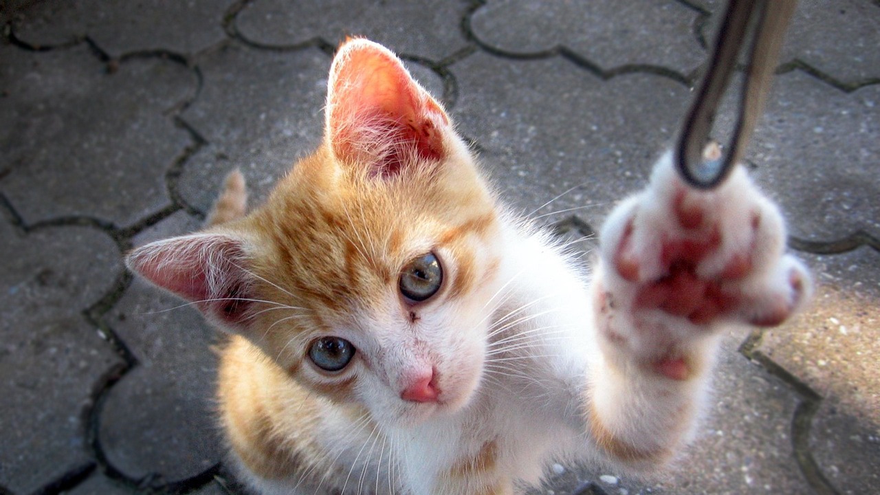 苗苗郑恺最新动态揭秘,成长与蜕变之路。