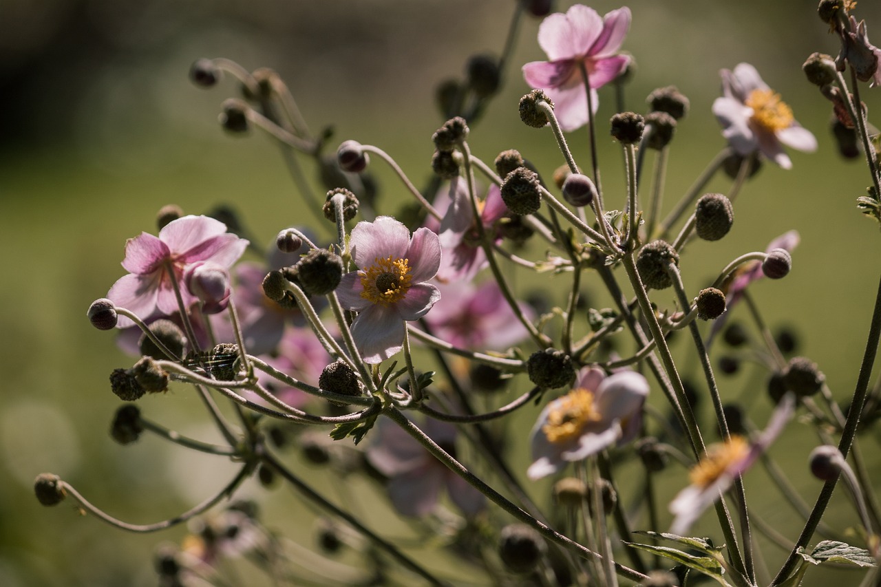 河源疫情最新动态,挑战与应对策略