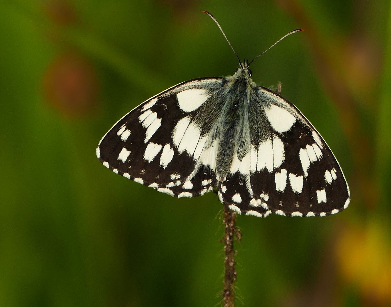 探索最新52hj的魅力与价值,最新动态一览