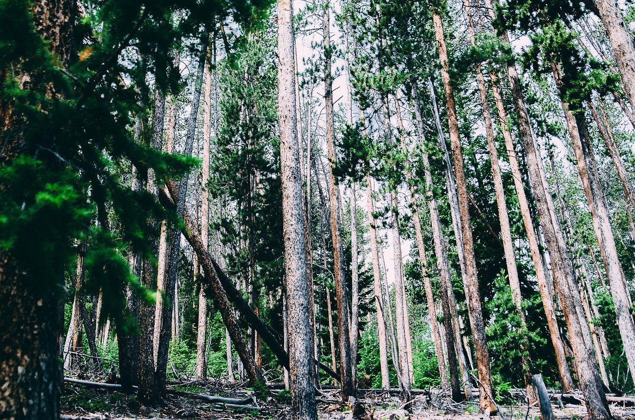 关于四月淮树事件的最新进展概况