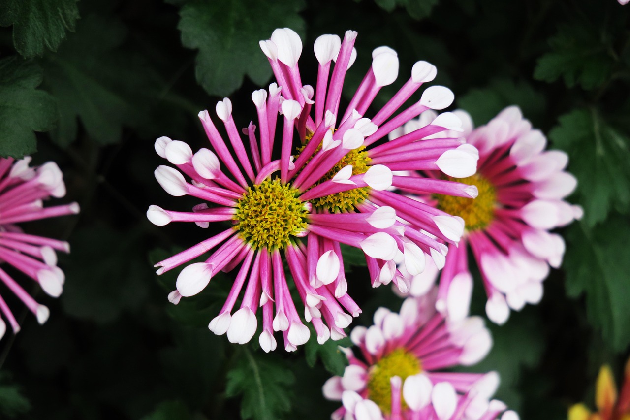 四月最新仿真花卉,自然时尚之选,绽放的美丽与潮流之选