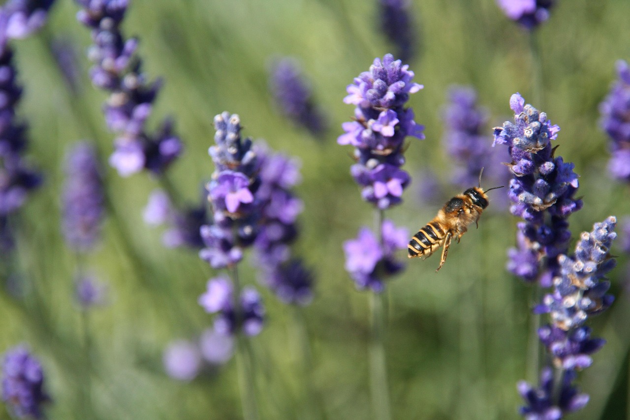 四月最新仿真花卉,自然时尚之选,绽放的美丽与潮流之选