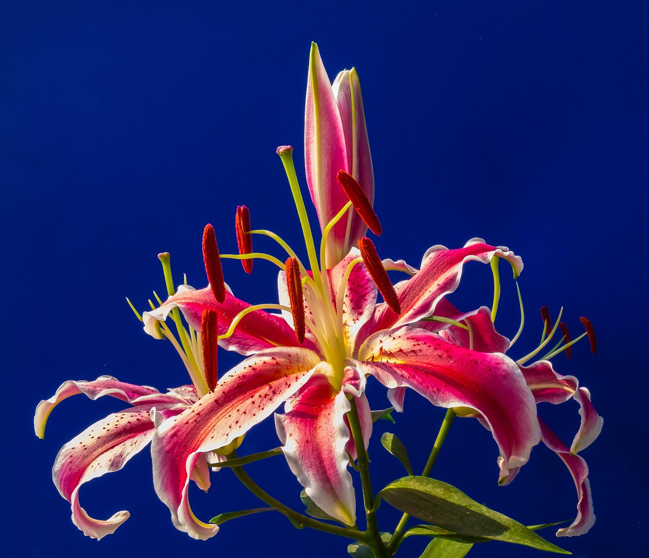 五月百合网,资本市场的绽放之花,是否为上市公司?