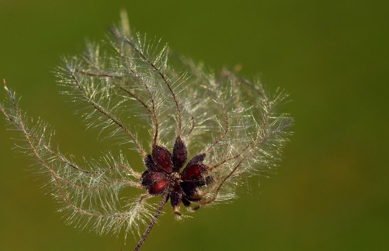 五月新发现,最新鳝鱼品种探索